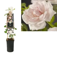 Klimplant Rosa New Dawn - Klimroos Lichtroze - thumbnail