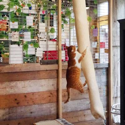 Quapas! klimzak voor katten 180 cm sisal