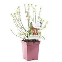 Vaccinium corymbosum pink lemonade Fruithof - Fruithof - thumbnail