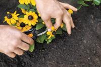 Solid Snip Bloemenschaar Fiskars - Fiskars - thumbnail