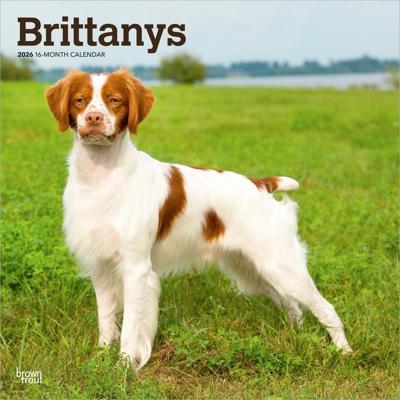 Brittany Spaniel Kalender 2026
