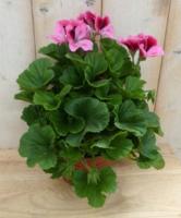 2 stuks! Franse Geranium tweekleurig roze Pelargonium Warentuin Natuurlijk - Warentuin natuurlijk - thumbnail