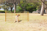 Pawise Dog Play Pen L - thumbnail