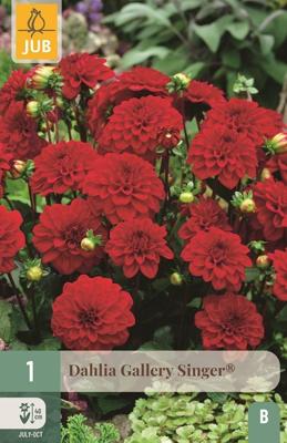 Dahlia gallery singer