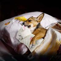 AFP LITTLE BUDDY WARM BEAR 36X18 CM - thumbnail