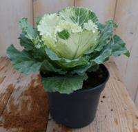 3 stuks! Sierkool groen/donker groen Brassica Warentuin Natuurlijk - Warentuin natuurlijk - thumbnail