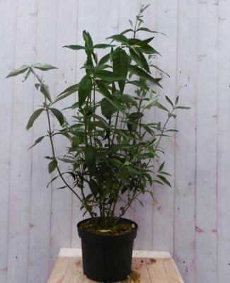 Vlinderstruik Buddleja Roze Groot 80 cm - Warentuin natuurlijk