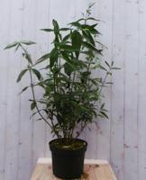 Vlinderstruik Buddleja Roze Groot 80 cm - Warentuin natuurlijk - thumbnail