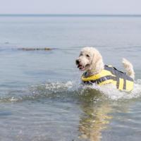 Trixie zwemvest geel / zwart - thumbnail