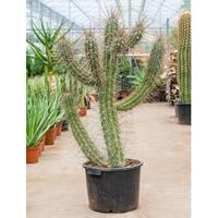 Stetsonia cactus coryne XL kamerplant - thumbnail