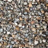 Schone schelpen Los gestort vanaf 13m3 - thumbnail