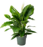 Lepelplant (Spathiphyllum 'Sweet Sebastiano') D 27 H 110 cm Potmaat 27 H110 kamerplant Beautanic Lifestyle - Beautanic lifestyle - thumbnail