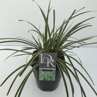 Zegge (Carex morrowii "Ice Dance") siergras - In 5 liter pot - 1 stuks - thumbnail