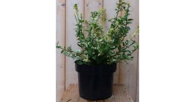 Kardinaalsmuts Euonymus Emerald Gaiety Harlequin witbont kroesblad 50 cm Warentuin Natuurlijk - Warentuin natuurlijk