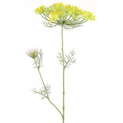 Heracleum sphondylium