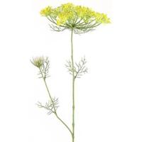 Heracleum sphondylium - thumbnail