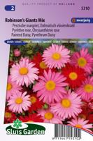 Chrysanthemum zaden Robinsons Giants mix margriet - thumbnail