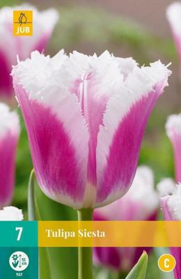 Tulp Siesta 7 bollen