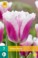 Tulp Siesta 7 bollen - thumbnail