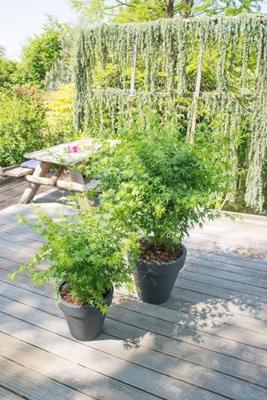 Japanse esdoorn (Acer palmatum "Going Green") heester