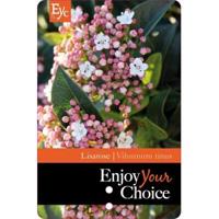 Sneeuwbal (Viburnum tinus “Lisa Rose”®) heester - 25-30 cm (C2) - 6 stuks - thumbnail
