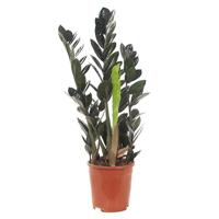 Zamioculcas Raven (Zwart) - P 17 cm - thumbnail
