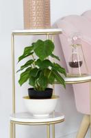 Decoratieve plant DKD Home Decor PVC Polypropyleen 20 x 20 x 30 cm - thumbnail