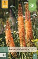 Eremurus cleopatra - thumbnail