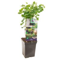Jostabes (ribes nigrum "Jostabes") fruitplanten - In 5 liter pot - 1 stuks - thumbnail