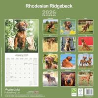 Rhodesian Ridgeback Kalender 2026 - thumbnail