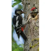 Alexsar Art Tuinschilderij spechten 130x70cm - thumbnail