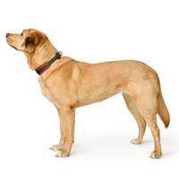 Hondenhalsband Hunter - thumbnail