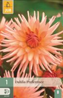 Dahlia preference 1st bloembol zomer Dahlia JUB - Jub - thumbnail