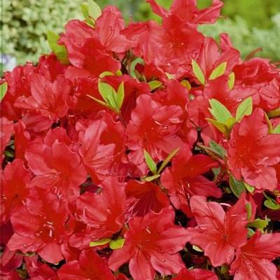 Japanse Azalea