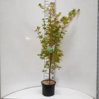 Japanse esdoorn (Acer palmatum "Sangokaku") heester - 60-80 cm - 8 stuks - thumbnail