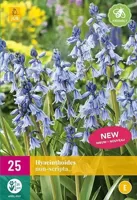Hyacinthoides non-scripta 20 bollen - thumbnail