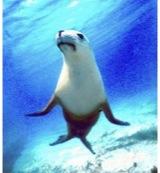 Animal Essences Seal (zeehond) 30 Milliliter - thumbnail