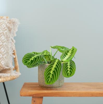 Maranta Lemon Lime - P12 Maranta Lemon Lime - P12