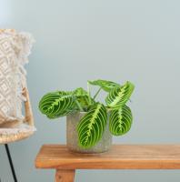 Maranta Lemon Lime - P12 - thumbnail