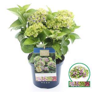 Hydrangea Macrophylla "Magical Amethyst Blauw"® boerenhortensia - 30-40 cm - 1 stuks