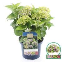 Hydrangea Macrophylla "Magical Amethyst Blauw"® boerenhortensia - 30-40 cm - 1 stuks - thumbnail