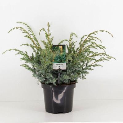 Juniperus chinensis blue alps 55 cm Conifeer Chinese jeneverbes Warentuin Natuurlijk - Warentuin natuurlijk