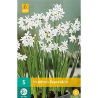 Narcissus Paperwhite bloembollen 3 bollen Narcis JUB - Jub - thumbnail