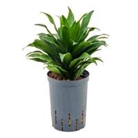 Dracaena compacta XXS hydrocultuur plant - thumbnail