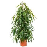 Ficus alii L kamerplant - thumbnail