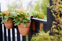 Elho vibia campana flower twin 21 terra - thumbnail