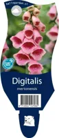 Digitalis mertonensis vaste plant Griffioen - Griffioen - thumbnail
