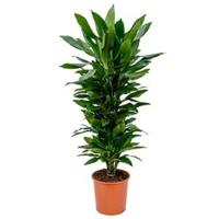 Dracaena janet lind XL kamerplant - thumbnail