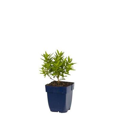 Lythrum sal. Robert vaste plant Griffioen - Griffioen