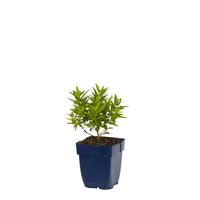 Lythrum sal. Robert vaste plant Griffioen - Griffioen - thumbnail